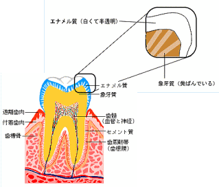 ̉΂݂̌