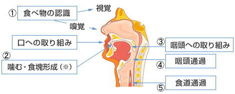 摂食嚥下のメカニズム