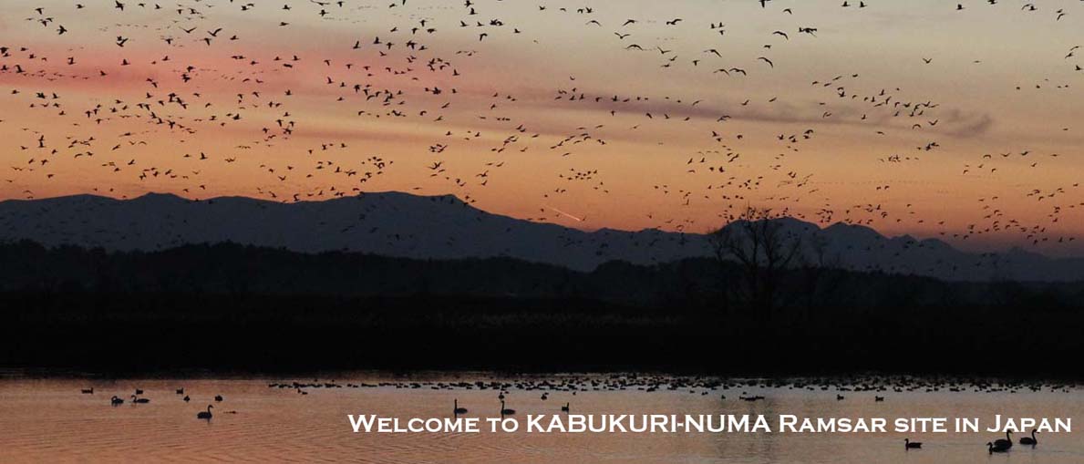Welcome to Kabukuri-numa ramsar site in Japan