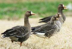 white fronted goose