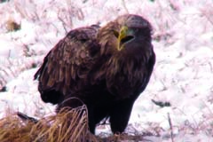white-tail eagle